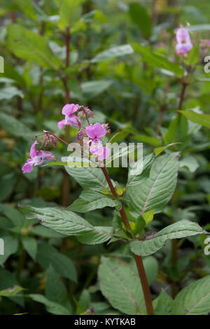 Himalayan Balsam, Impatiens glandulifera, in der Blume an einem Flussufer, North Yorkshire, UK. Eine als Unkraut Stockfoto