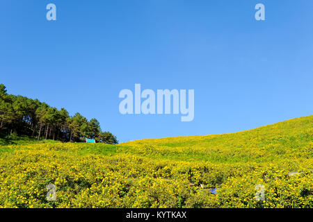 Thung Bua Tong Blumen Doi Mae Yuam, Baum Ringelblume wird gleichzeitig blühen. In der Zeit von November bis Dezember jeden Jahres, Mae Hong Son Provinz, Thailand Stockfoto