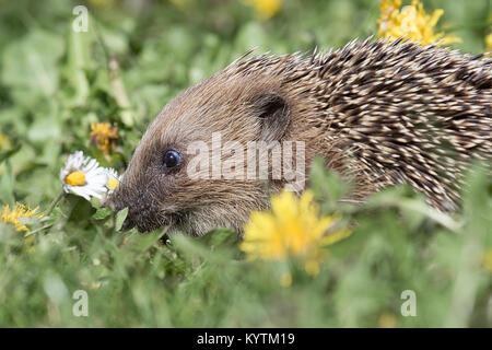 Eine enge Seite Profil ansehen Bild einer jungen Igel Verwurzelung im Gras zwischen den Blumen auf der Suche nach Essen Stockfoto