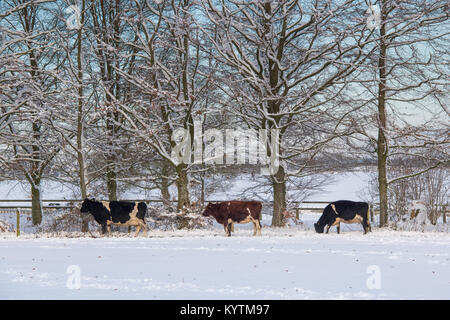 Drei Kühe und Winterbäume im Schnee in der cotswold-Landschaft. Cotswolds, Gloucestershire, England. Stockfoto