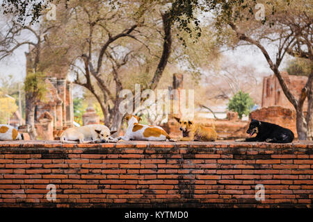 Streunende Hunde ducken sich auf ein Revier Mauer um Wat Phra Ram Tempel in Ayutthaya, Thailand. Stockfoto