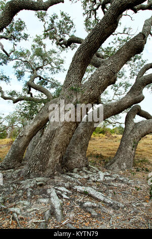 Coastal Life Eichen mit exponierten Wurzeln 'Quercus virginiana' Goose Island State Park. Stockfoto