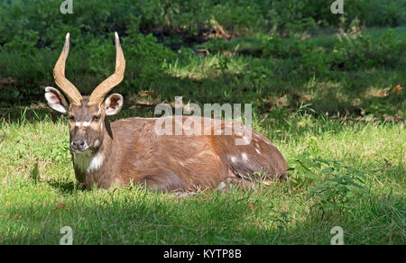 Pferdeantilope, Hippotragus Equinus, Captive, Stockfoto