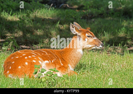 Pferdeantilope, Hippotragus Equinus, Captive, Stockfoto