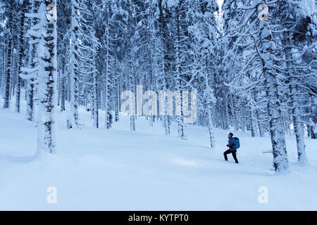 Frau, die mit einem Scheinwerfer und einem Rucksack in der Kiefernwald bedeckt mit Schnee bei Dämmerung, Pokljuka, Slowenien Stockfoto