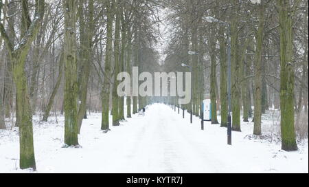 Winter Landstraße passiv durch die Bäume. Frost bedeckt Zweige von Bäumen. Stockfoto