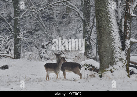 Herde von Hirsch und hart-Hirsche beobachten auf den Horizont in den Snowy White Wald im Winter Stockfoto