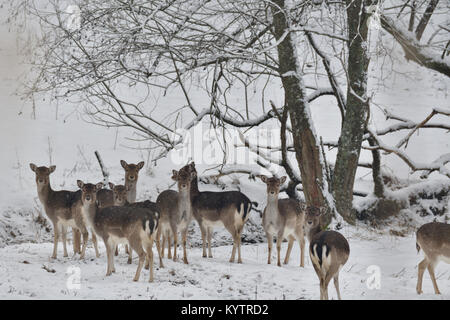 Herde von Hirsch und hart-Hirsche beobachten auf den Horizont in den Snowy White Wald im Winter Stockfoto