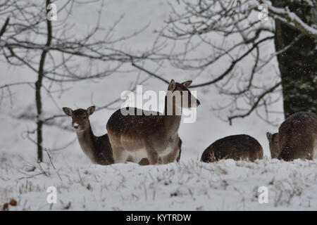 Herde von Hirsch und hart-Hirsche beobachten auf den Horizont in den Snowy White Wald im Winter Stockfoto