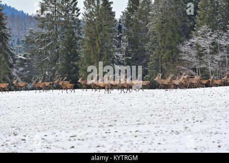 Herde von Hirsch und hart-Hirsche beobachten auf den Horizont in den Snowy White Wald im Winter Stockfoto