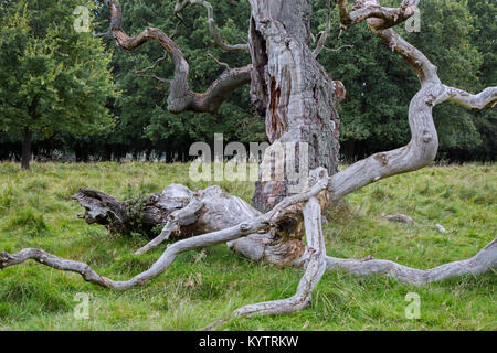 Riesige von alten englischen Eiche/Pedunculate oak tree in jægersborg Dyrehave/Dyrehaven nahe Kopenhagen, Dänemark gebrochen (Quercus robur) Stockfoto