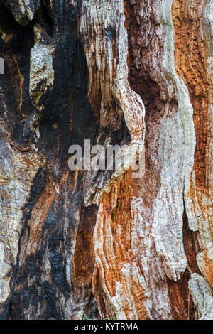 In der Nähe des Faulen und teilweise verbrannter/verkohltem Holz der Stieleiche/Pedunculate oak tree (Quercus robur), Lebensraum für wirbellose Tiere und Pilze Stockfoto