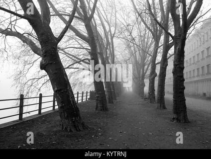 Józef Zwierzycki Boulevard in Breslau - Allee von Platanen an einem nebligen Herbsttag. Stockfoto