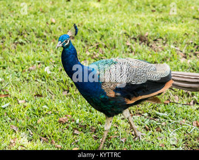 Peacock wandern im Gras Stockfoto