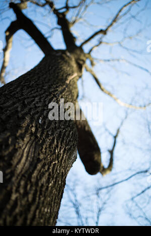 Bokeh Baum Stockfoto