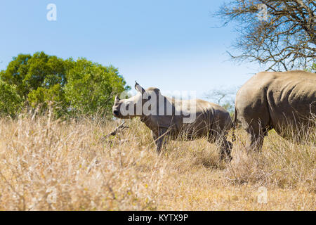 Breitmaulnashorn-Frau mit Welpen, von Hluhluwe-Imfolozi-Park, Südafrika. Afrikanische Tierwelt. Ceratotherium simum Stockfoto