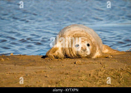 Neugeborener Graurobben-Welpen, der am Strand bei Donna NOOK North Somercoes in Lincolnshire, England, liegt Stockfoto