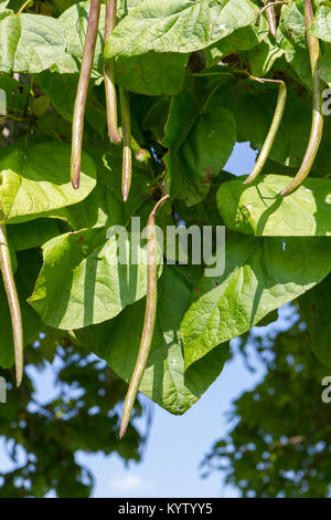 Die Samenkapseln eines catalpa Tree (Northern catalpa?) in Gettysburg, Pennsylvania, United States. Stockfoto