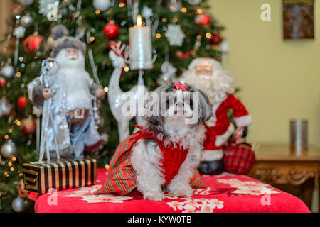 Süße Shih Tzu-Dame in einem festlichen Weihnachtsoutfit, die vor einem geschmückten Weihnachtsbaum mit Weihnachtsmann-Dekoration zu Hause posiert. Stockfoto