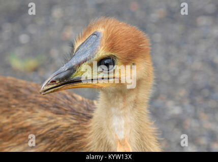 Cassowary Küken sind in den tropischen Regenwäldern Stockfoto