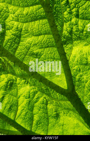 Gunnera Blatt full frame Hintergrund Textur Stockfoto