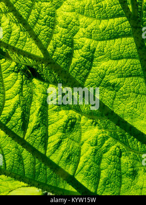 Gunnera Blatt full frame Hintergrund Textur Stockfoto