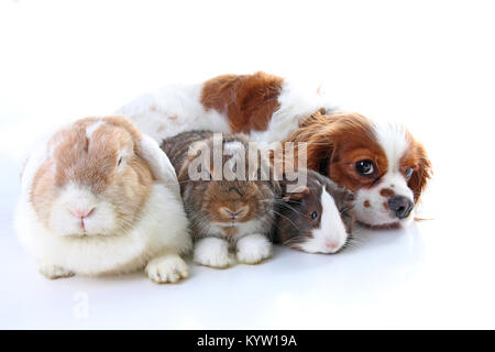 Tiere zusammen. Echtes Haustier Freunde. Kaninchen Hund Meerschweinchen Tier Freundschaft. Haustiere Liebt einander. Süße schöne Cavalier King Charles Spaniel Welpen ca Stockfoto