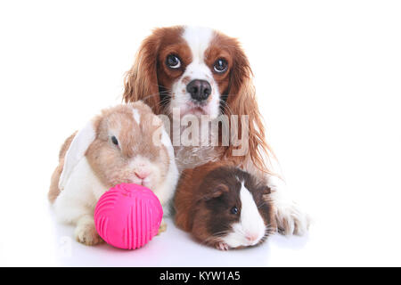 Tiere zusammen. Echtes Haustier Freunde. Kaninchen Hund Meerschweinchen Tier Freundschaft. Haustiere Liebt einander. Süße schöne Cavalier King Charles Spaniel Welpen ca Stockfoto