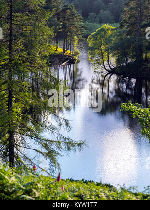 Tarn Hows, Beauty Spot in der Nähe von Coniston im Lake District National Park ist ein malerisches Mix aus Wald und Wasser Stockfoto