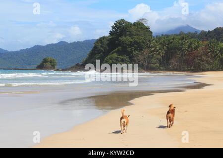 Hund Freunde am Strand - Sabang Beach in Palawan, Philippinen. Stockfoto
