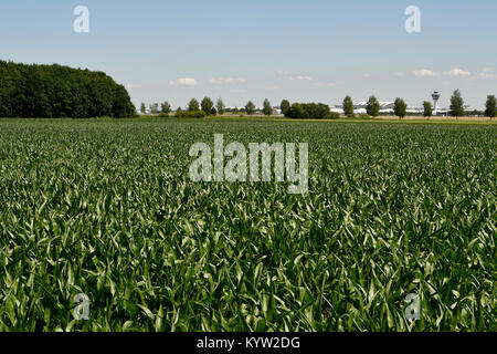 Feld, Flughafen, Sat-Gebäude, Gras, Unkraut, Flughafen München, Satelliten, Terminal, Terminal 1, Tower, Flughafen München, Erding, Freising, München Stockfoto