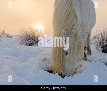 Highland pony gemächlich im Schnee am Gairlochy Lochaber Schottland Stockfoto