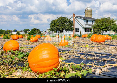 Riesige Kürbisse in Amish Country in Pennsylvania, USA Stockfoto