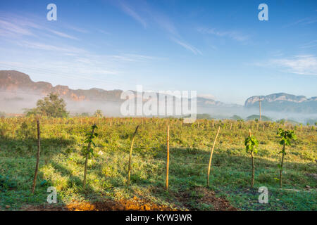 Vi ales Valley View in Kuba. Unreal Natur mit Seen, Berge, Bäume, Natur - Stockfoto