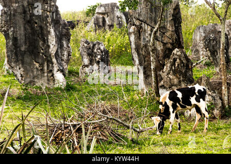 Vi ales Valley View in Kuba. Unreal Natur mit Seen, Berge, Bäume, Natur - Stockfoto