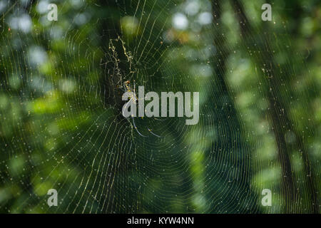 Nephila pilipes Spider auf Web Stockfoto