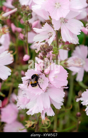 Bumble Bee abgedeckt in Pollen Fütterung auf einer Wiese Malve oder Sidalcea 'Elsie heugh 'Garten Blüte im Sommer. England, Großbritannien, Großbritannien Stockfoto