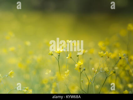 Verträumt buttercup Meadow, Stockfoto