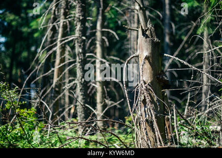 Teil von Wald an einem sonnigen Tag und verdorrte Bäume, close-up. Natur backgtound. Abgestorbene Pflanzen in den Wald Stump, verzweigt. Bäume gebrochen, nachdem Hurrikan oder Stockfoto