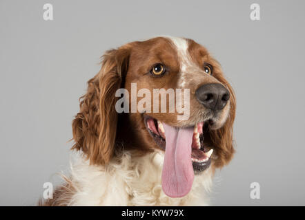 Porträt eines Welsh Springer Spaniel, UK. Stockfoto