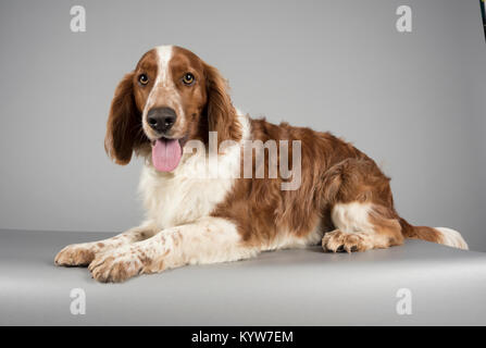 Welsh Springer Spaniel (3.5 Jahre alt) fotografiert in Großbritannien. Stockfoto