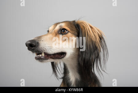 Saluki-Porträt (2 Jahre alt), Großbritannien. Stockfoto