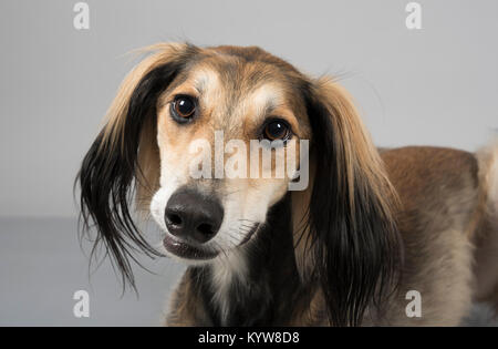 Porträt eines Haustierhundes (Saluki, Hündin, 2 Jahre alt) in Großbritannien Stockfoto