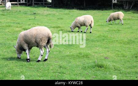 Schafe in einer Linie Beweidung in ein grünes Feld Stockfoto