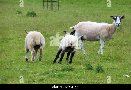 Laufen Schafe in ein grünes Feld Stockfoto