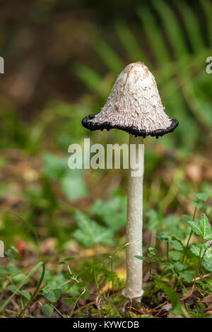 Shaggy Inkcap Pilz (Coprinus comatus) wachsen in Waldrand. Dundrum, Tipperary, Irland. Stockfoto