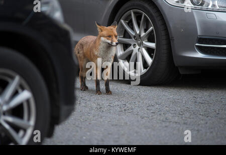 Downing Street, London, UK. 16. Januar 2018. Minister der Regierung in Downing Street für die wöchentliche Kabinettssitzung. Eine städtische wilden Fuchs macht seinen Weg entlang der Downing Street zwischen ministeriellen Autos während der Konferenz. Credit: Malcolm Park/Alamy Leben Nachrichten. Stockfoto