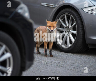 Downing Street, London, UK. 16. Januar 2018. Minister der Regierung in Downing Street für die wöchentliche Kabinettssitzung. Eine städtische wilden Fuchs macht seinen Weg entlang der Downing Street zwischen ministeriellen Autos während der Konferenz. Credit: Malcolm Park/Alamy Leben Nachrichten. Stockfoto