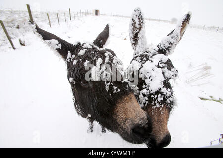 Belfast, Nordirland, Großbritannien. 16 Jan, 2018. Ein paar Esel trotzen dem Winter auf den Hügeln rund um Belfast, Nordirland, Dienstag, 16.Januar 2018. Schneeregen und Schnee haben die Bedingungen in vielen Teilen Nordirlands und eine Anzahl von Schulen schwierig haben wegen des Wetters geschlossen. Die Nordirland Ambulance Service sagte seine Mannschaften 10 stürzt um 10:30 Uhr GMT und fragte Autofahrer achten Prognosen Wetter gesorgt hatte. Das Met Office hat seine Warnung für Schnee und Eis von Gelb auf Gelb hochgerüstet. Foto/Paul McErlane Credit: Irish Auge/Alamy leben Nachrichten Stockfoto