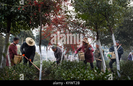 (180117) -- PINGLI, Jan. 17, 2018 (Xinhua) - Dorfbewohner arbeiten auf einer Teeplantage bei Gaofeng Dorf Pingli County im Nordwesten der chinesischen Provinz Shaanxi, Jan. 17, 2018. Pingli Grafschaft hat jetzt 12.000 Hektar großen ökologischen Kaffee- und 3.333 Hektar großen Fiveleaf Gynostemma Kraut. Die Bepflanzung der Industrie spielt eine führende Rolle in der lokalen wirtschaftlichen Entwicklung. (Xinhua / Tao Ming) (Wsw) Stockfoto